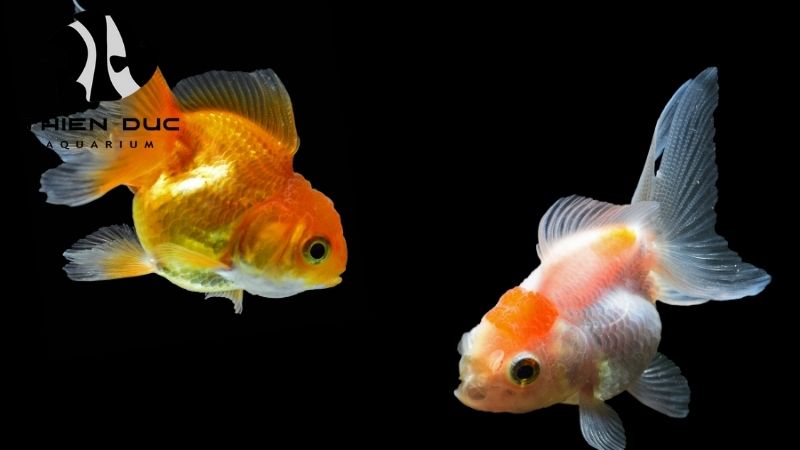 Goldfish Import