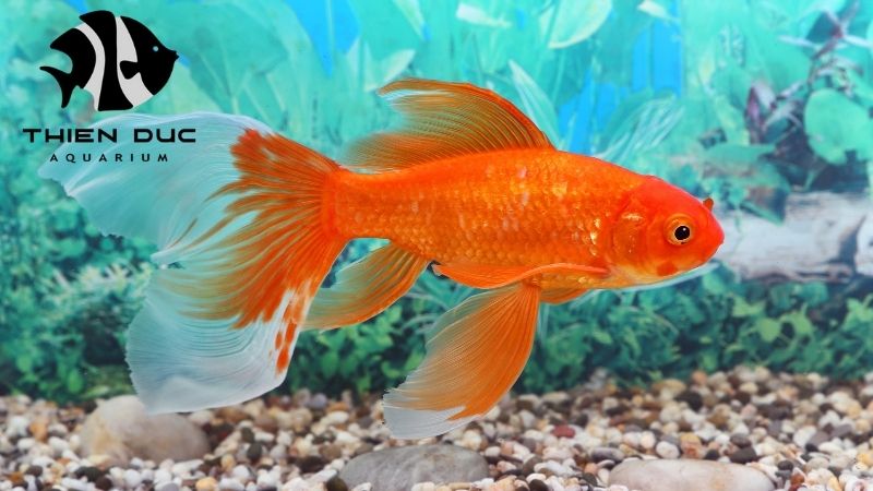 Goldfish Import