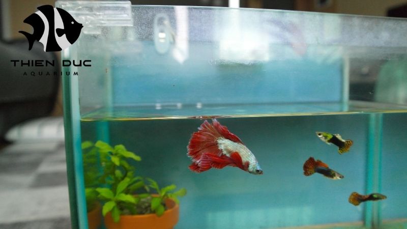 Guppy fish wholesale