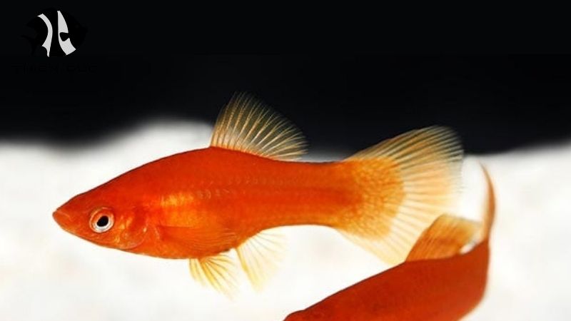 HACCP Certified Fish Farm