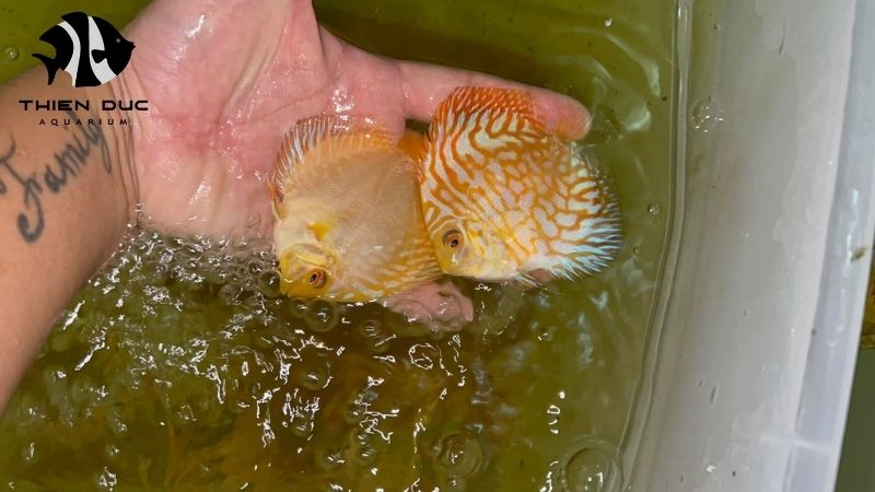 HACCP Certified Fish Farm