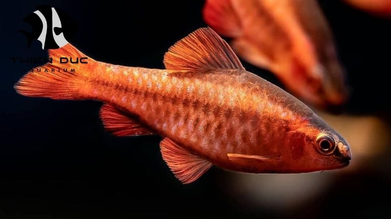 import each scene from Vietnam