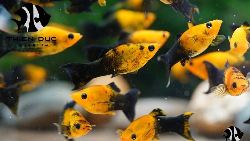 import each scene from Vietnam