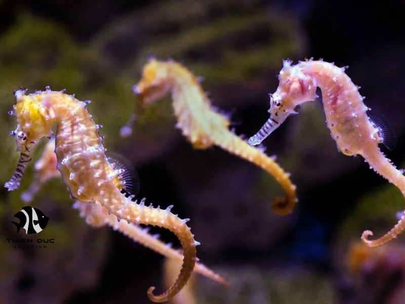 import freshwater seahorses