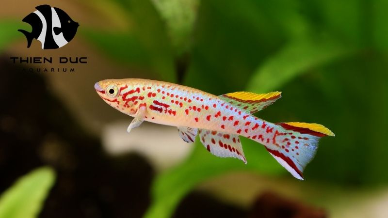 Killifish wholesale Vietnam