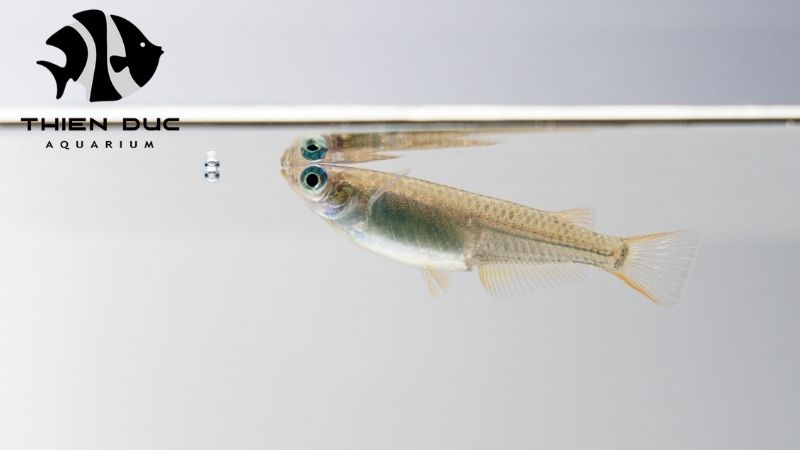 Killifish wholesale Vietnam