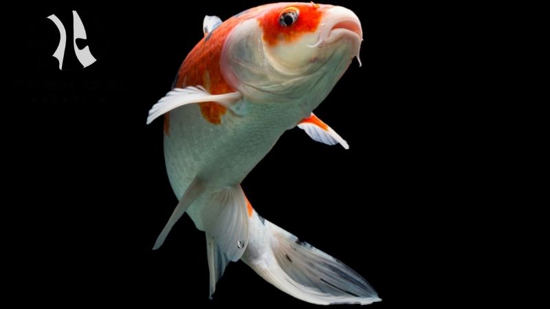 Koi betta exporter
