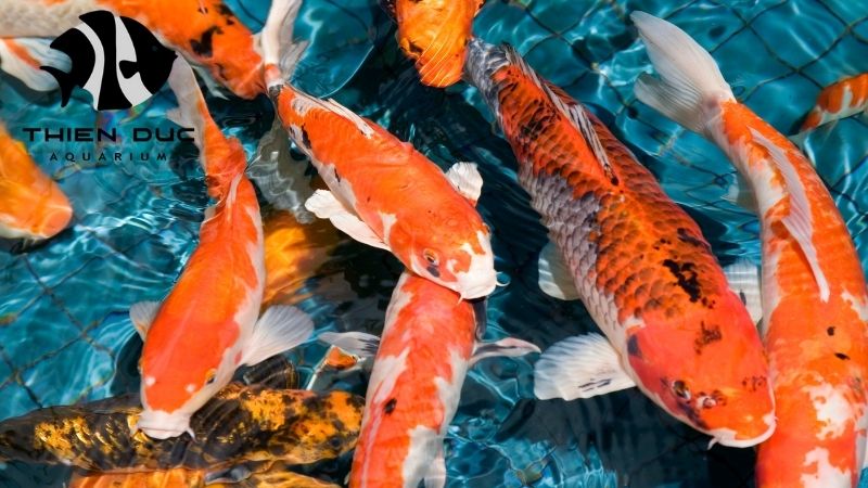 Koi betta exporter