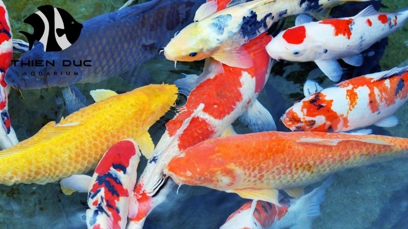Koi betta exporter