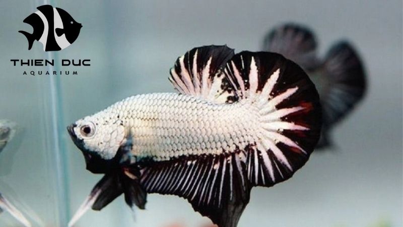 Live marine fish for import