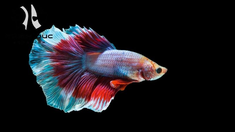 Live betta fish wholesale