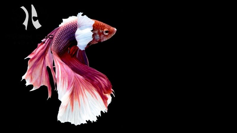 Live betta fish wholesale
