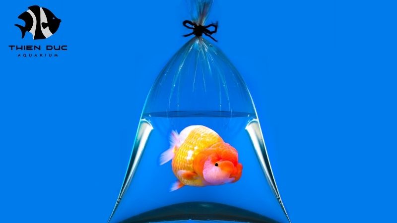 Live fish shipping to Europe