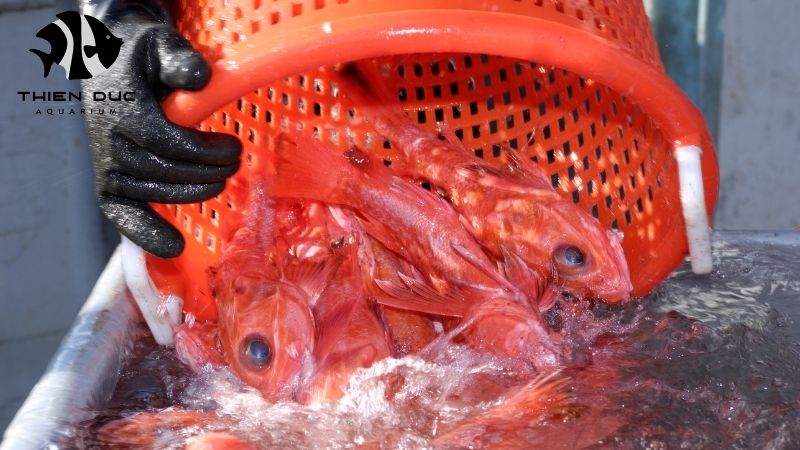 Live fish shipping to Europe