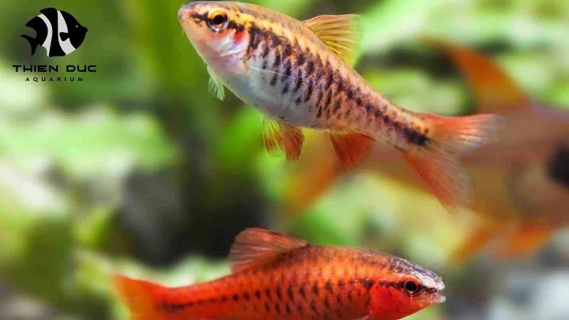 Live fish stock availability