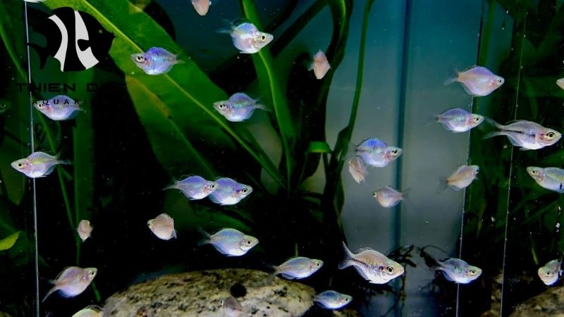 Marine fish for sale