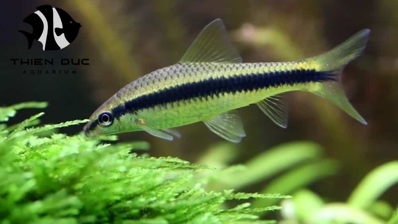 Marine fish for sale