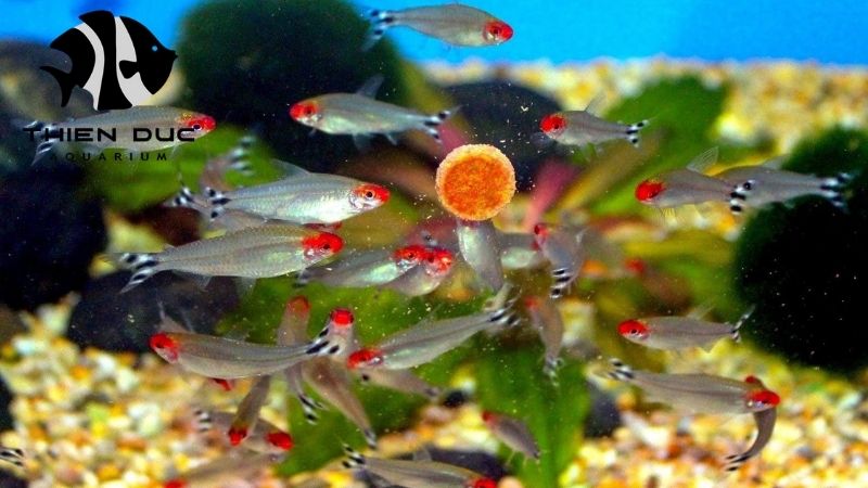 Marine Fish Wholesale EU