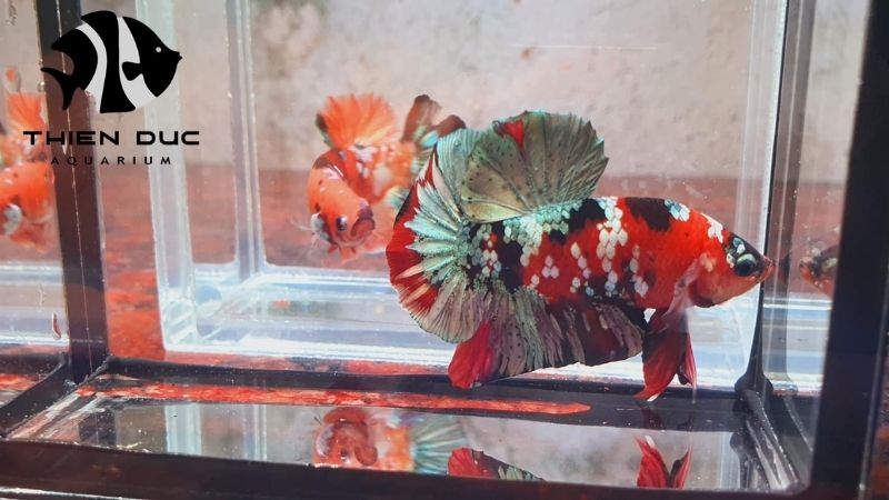 Marine Fish Wholesale EU