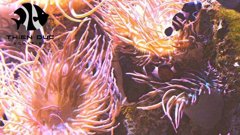 Marine Invertebrates Export