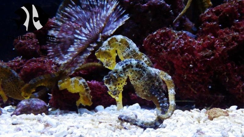 Marine Invertebrates Export