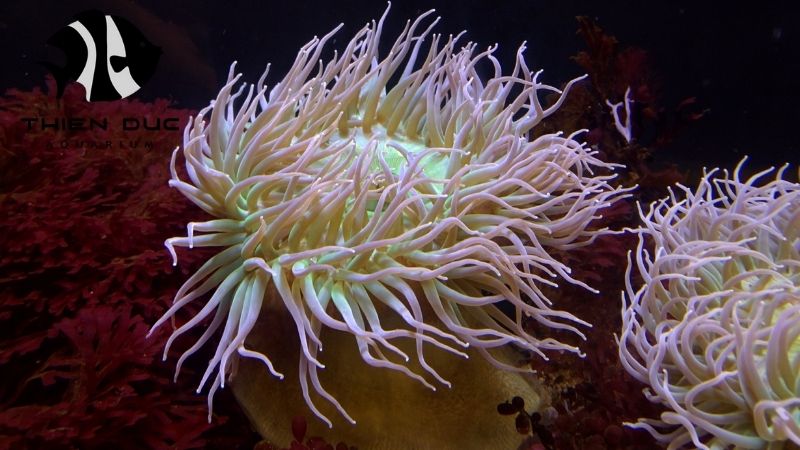 Marine Invertebrates Export