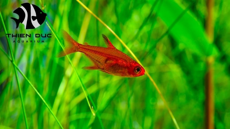 Molly fish wholesale