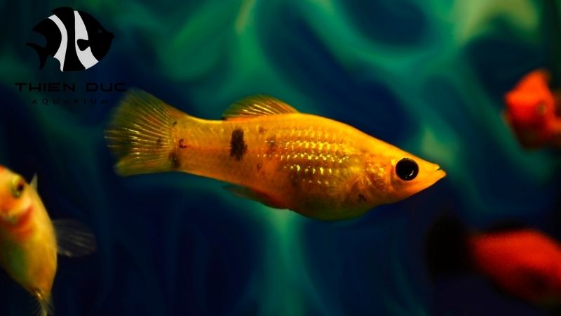 Molly fish wholesale