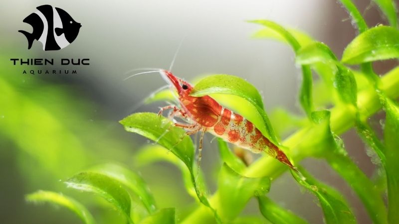 Neocaridina shrimp supplier