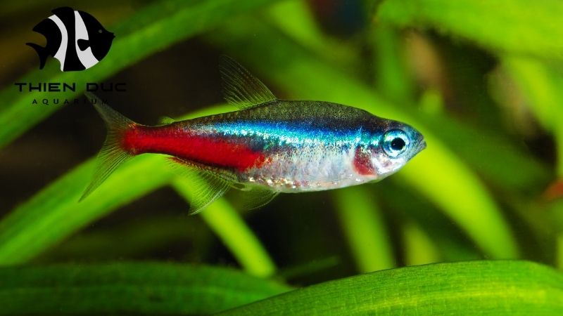 Neon Tetra breeder