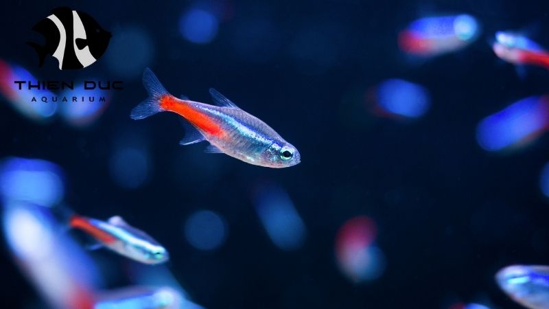 Neon Tetra breeder