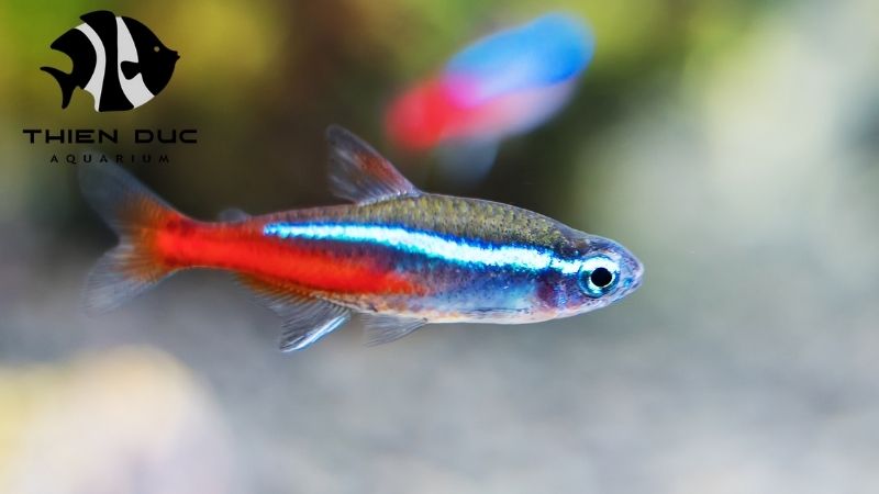 Neon Tetra breeder
