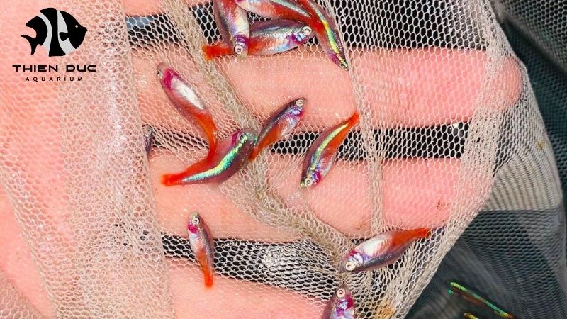 new fish species for import