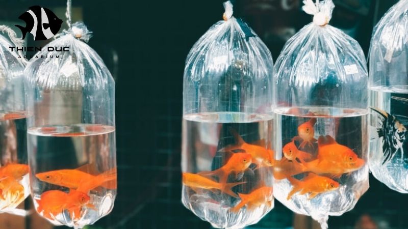 new fish species for import