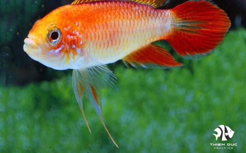 ornamental fish farming for export
