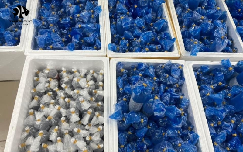 ornamental fish farming for export