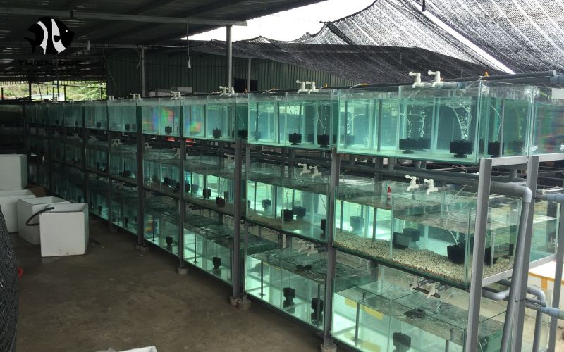 ornamental fish international shipping
