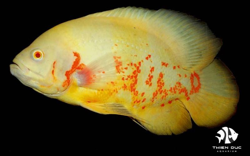 ornamental fish international shipping