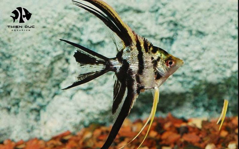 ornamental fish international shipping