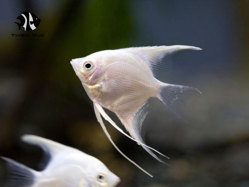 ornamental fish market