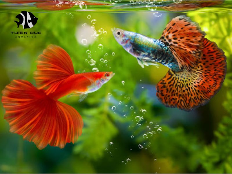 ornamental fish market