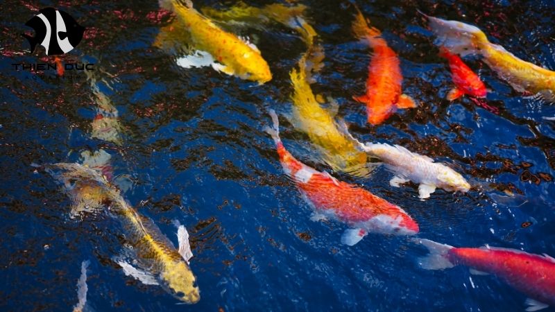 Ornamental fish trade