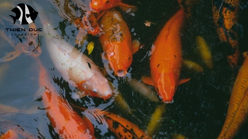 Ornamental fish trade
