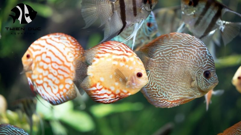 Pigeon blood discus exporter