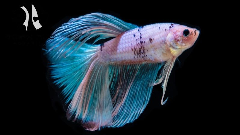 Plakat betta varieties
