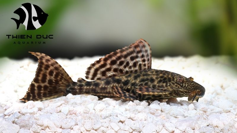 Pleco fish for sale