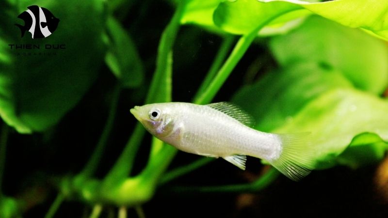 Quarantine live fish