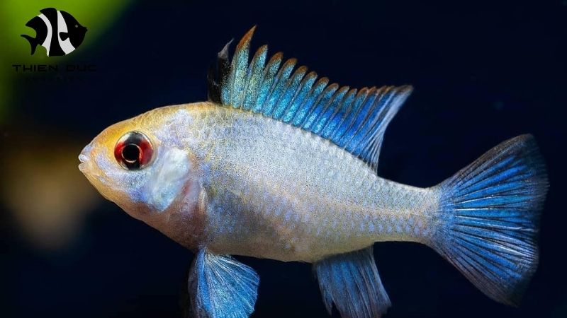 Quarantine Procedure Live Fish