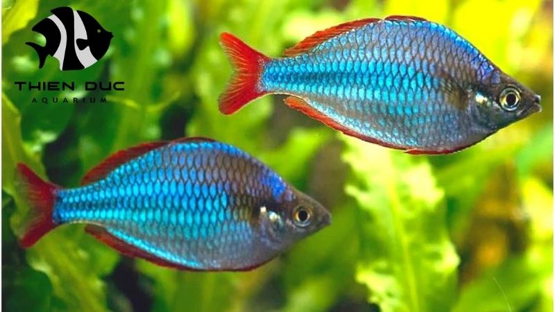Rainbow Fish Wholesale