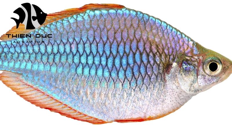 Rainbow Fish Wholesale